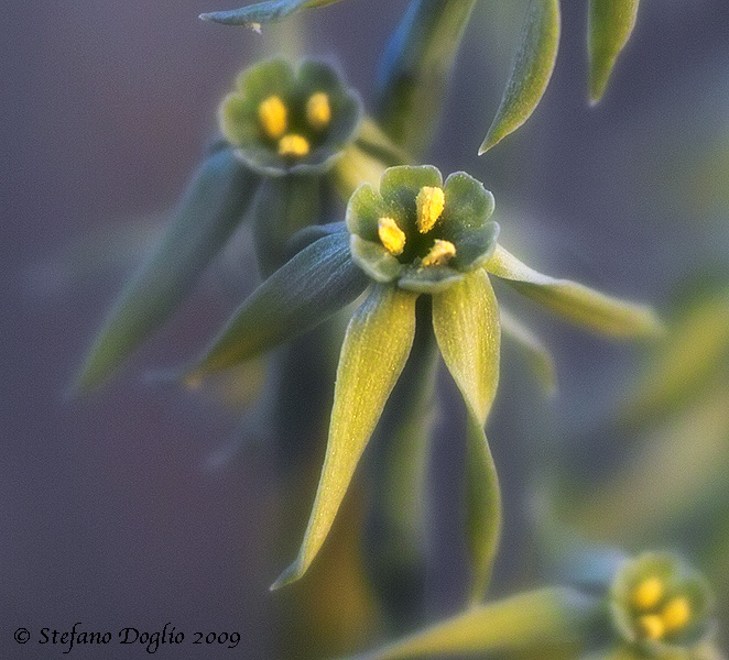 Narcissus viridiflorus